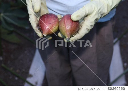 無花果收穫 80860260