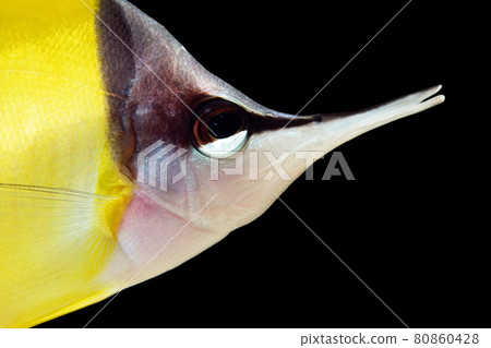 鑷子釣魚黑色背景 鑷子釣魚黑色背景 80860428