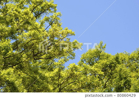 Fresh green of Zelkova and blue sky Fresh green of Zelkova and blue sky 80860429