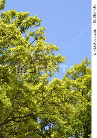 Zelkova和藍天新綠色 Zelkova和藍天新綠色 80860430