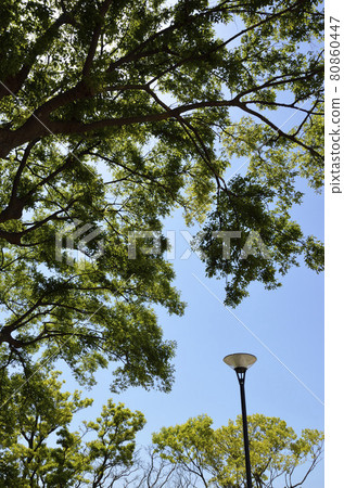 Zelkova fresh green and outdoor lights 80860447