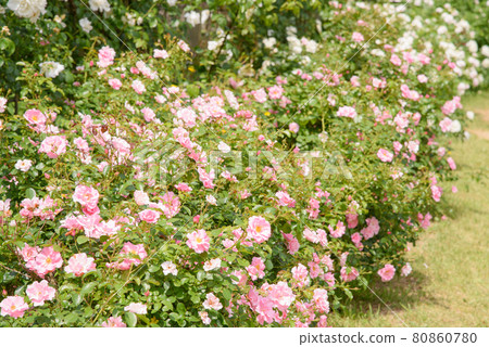 Early summer rose garden 80860780