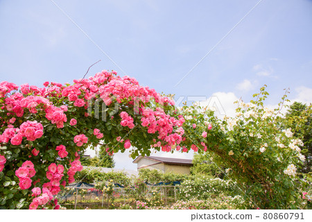 Early summer rose garden 80860791