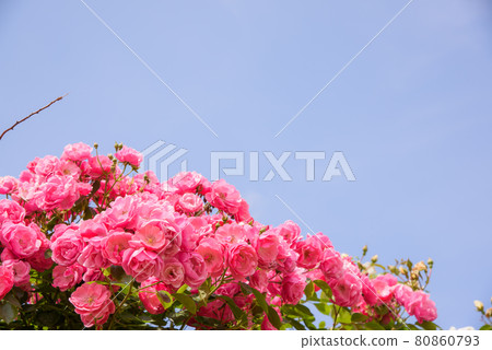 Early summer rose garden 80860793