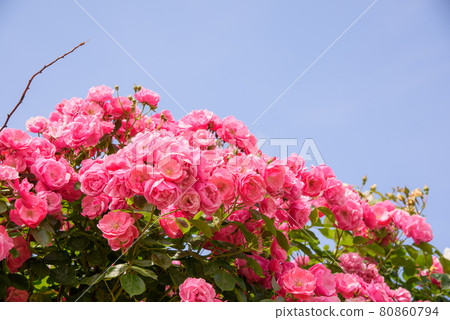 Early summer rose garden 80860794