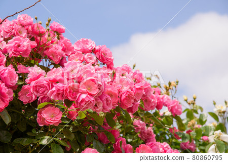 Early summer rose garden 80860795