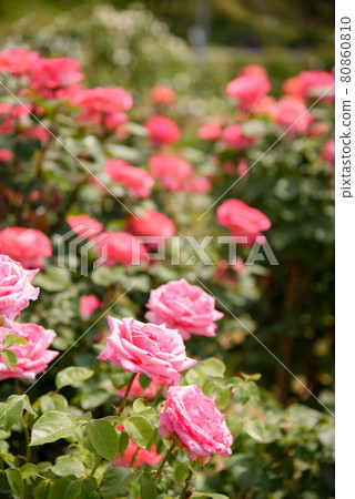 Early summer rose garden Early summer rose garden 80860810