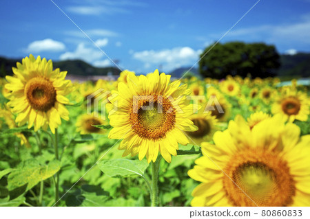 sunflower field in summer sunflower field in summer 80860833