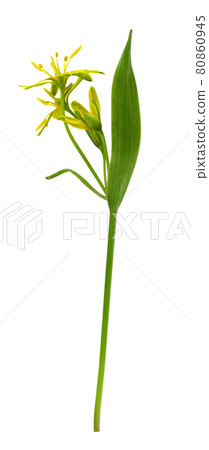 Closeup of yellow Gagea lutea flowers, bud and leaves isolated on white 80860945