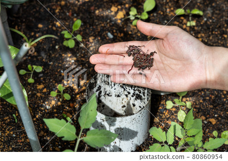 Hand feeding red wrigglers earthworms into worm tower for vermicomposting Hand feeding red wrigglers earthworms into worm tower for vermicomposting 80860954