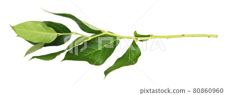 Twig with green leaves isolated 80860960