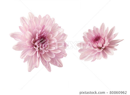 Pink chryzanthemum flower isolated 80860962