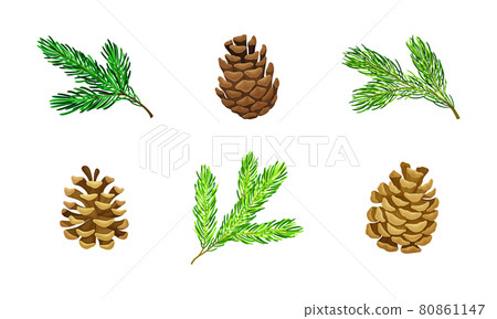 Pine Tree Evergreen Branches and Cones Vector Set - Stock Illustration ...