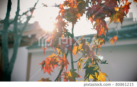 autumn autumn maple maple leaves red leaves backlight maple red 80861215