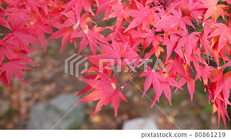 autumn autumn maple maple leaves red leaves night maple red maple 80861219