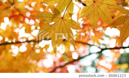 autumn autumn maple maple leaves red leaves night maple red maple 80861223
