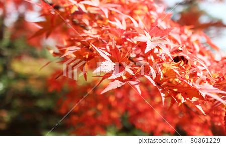 autumn autumn maple maple leaves red leaves night maple red maple 80861229