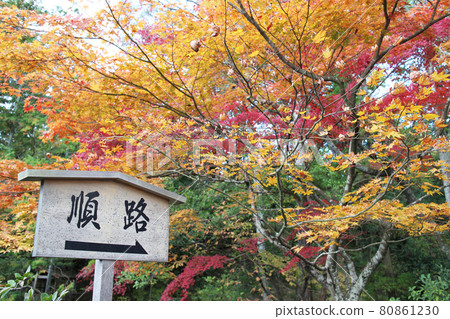 autumn autumn maple maple leaves red leaves night maple red maple 80861230