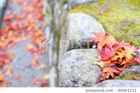 autumn autumn maple maple leaves red leaves night maple red maple autumn autumn maple maple leaves red leaves night maple red maple 80861231