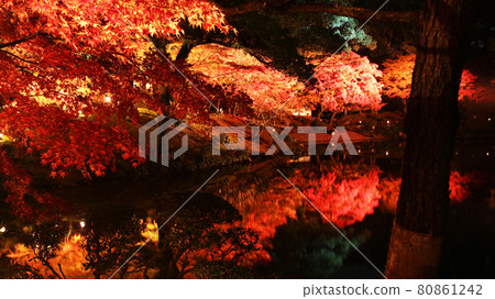秋天 秋楓 楓葉 紅葉 夜楓 楓紅 80861242