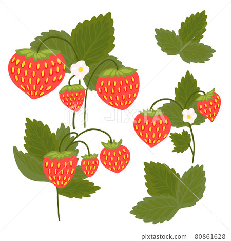 Set of strawberries with foliage and flowers isolated from the background. Kit of vector nature clipart for stickers, menus and postcards. 80861628