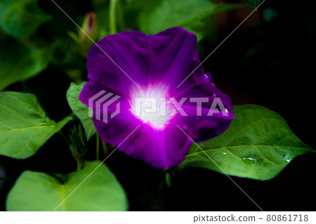 Morning Morning 80861718