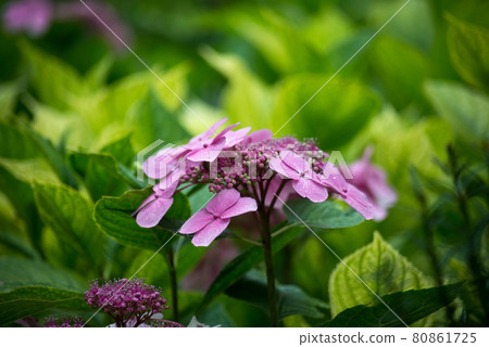 Closeup of pink hortensia a public garden 80861725
