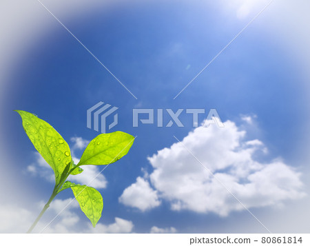 Shoot and blue sky 80861814