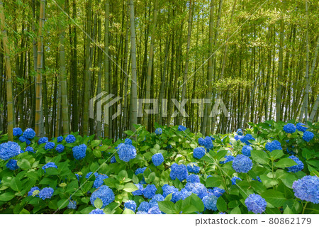 繡球花寺 雲勝寺 80862179