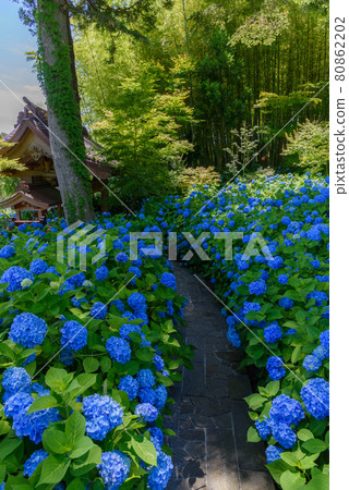 繡球花寺 雲勝寺 繡球花寺 雲勝寺 80862202