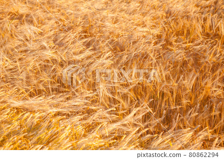 Golden barley field agricultural background Golden barley field agricultural background 80862294