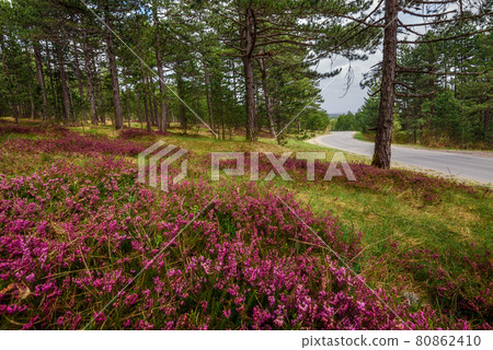 Pink Blooming Heather Flower on Tara Mountain Pink Blooming Heather Flower on Tara Mountain 80862410