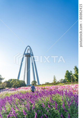 Observation Tower Twin Arch 138, Sage and Cosmos in Kiso Sansen National Government Park, Ichinomiya City, Aichi Prefecture 80862415