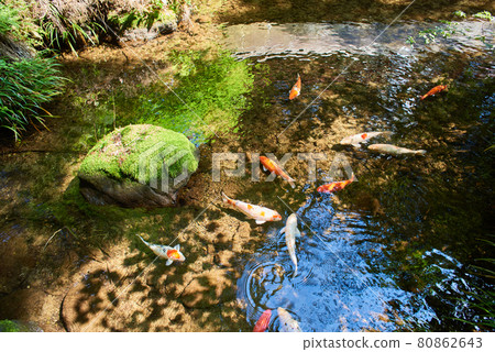 Shiobarahachimangu Koi Shiobarahachimangu Koi 80862643