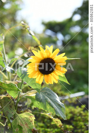 Sunflower flower 80862881