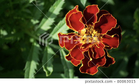 Single flower of marigold, close-up. Macro photo of a red flower. Tagetes patula, the French marigold, is a species of flowering plant in the daisy family, native to Mexico and Guatemala. 80863015