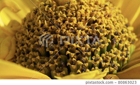 Center of the yellow flower, close-up. Tithonia diversifolia is a species of flowering plant that is commonly known as the tree marigold, Mexican tournesol, Mexican sunflower  or Japanese sunflower. 80863023
