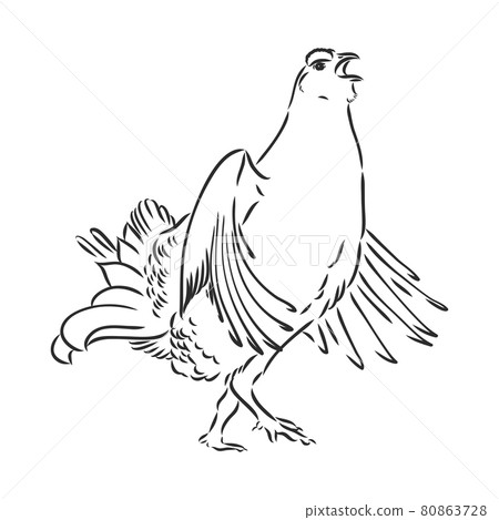 black and white bird capercaillie capercaillie bird vector sketch 80863728