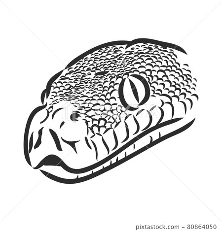 Black and white sketch of a snake snake python vector sketch 80864050