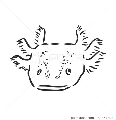 Vector antique engraving illustration of axolotl salamander isolated on white background 80864208