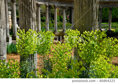 Euphorbiaceae plant blooming in Parc Monceau, Paris, France, taken on April 4, 2021 Euphorbiaceae plant blooming in Parc Monceau, Paris, France, taken on April 4, 2021 80864225