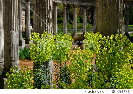2021 年 4 月 4 日在法國巴黎蒙索公園盛開的大戟科植物 80864226