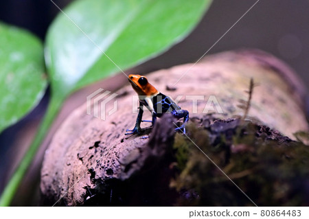 A bright red little poison dart frog A bright red little poison dart frog 80864483