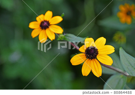 Rudbekia·Takao Rudbekia·Takao 80864488