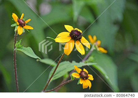 Rudbekia · Takao Rudbekia · Takao 80864740