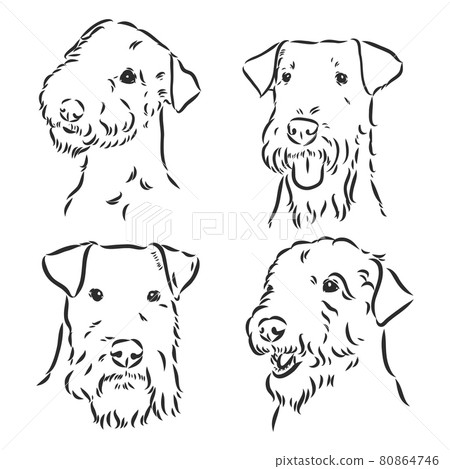 Airedale Terrier Dog. hand drawn. Vector illustration Airedale Terrier Dog. hand drawn. Vector illustration 80864746