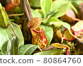 Cute Nepenthes 80864760