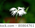 White dianthus flower 80864761