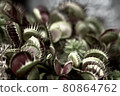 RPG-style carnivorous plant 80864762