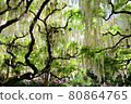 White wisteria flowers 80864765